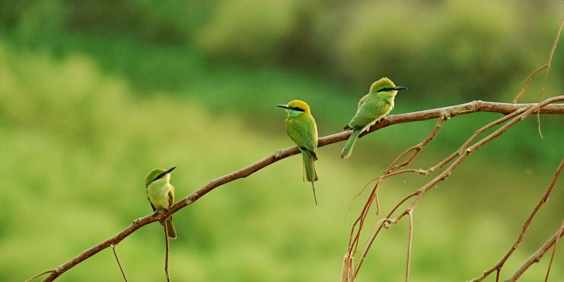 three long beaked small birds perched on brown tree branch